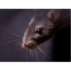 Rodent Control