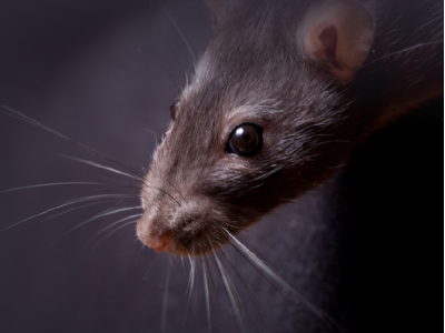 Rodent Control