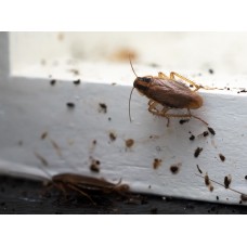 Insects - Risk to Public Health - 15th May 2024